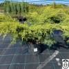 Juniperus x pfitzeriana 'Gold Star' - Pfitzeri kadakas 'Gold Star' C2/2L